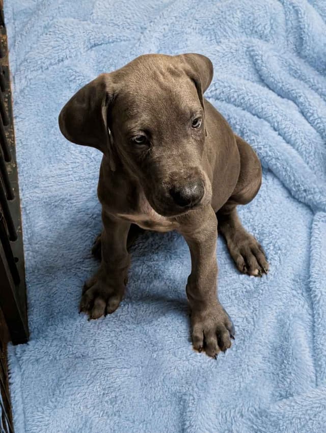 Great Dane Puppies media 9