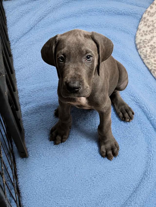 Great Dane Puppies media 10