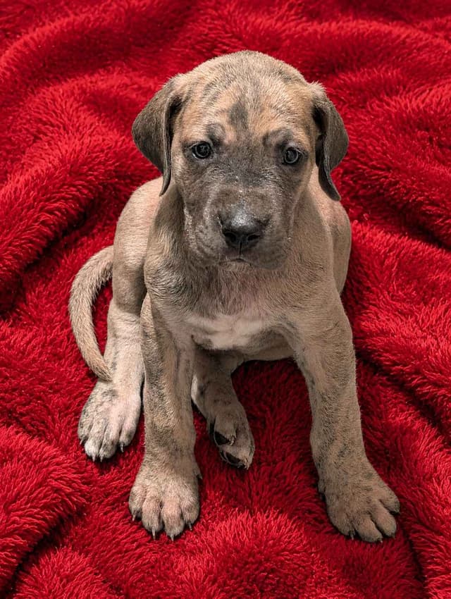 Great Dane Puppies media 11
