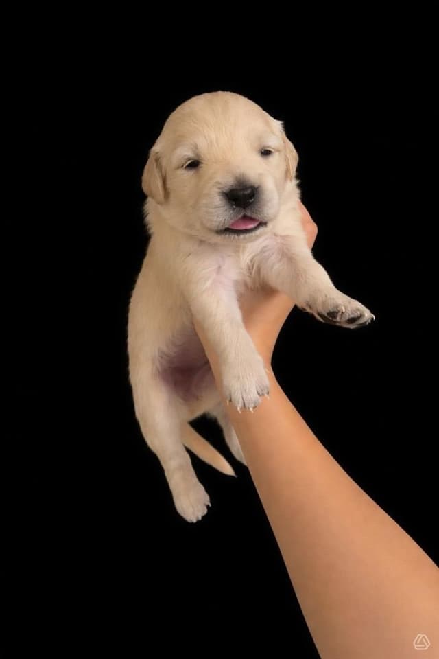 Golden Retriever Puppies media 4
