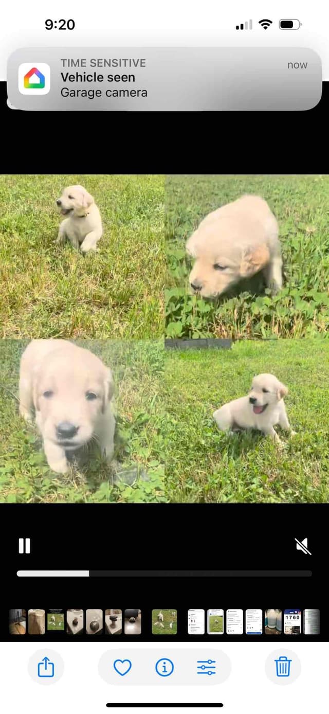 Golden Retriever Puppies media 5