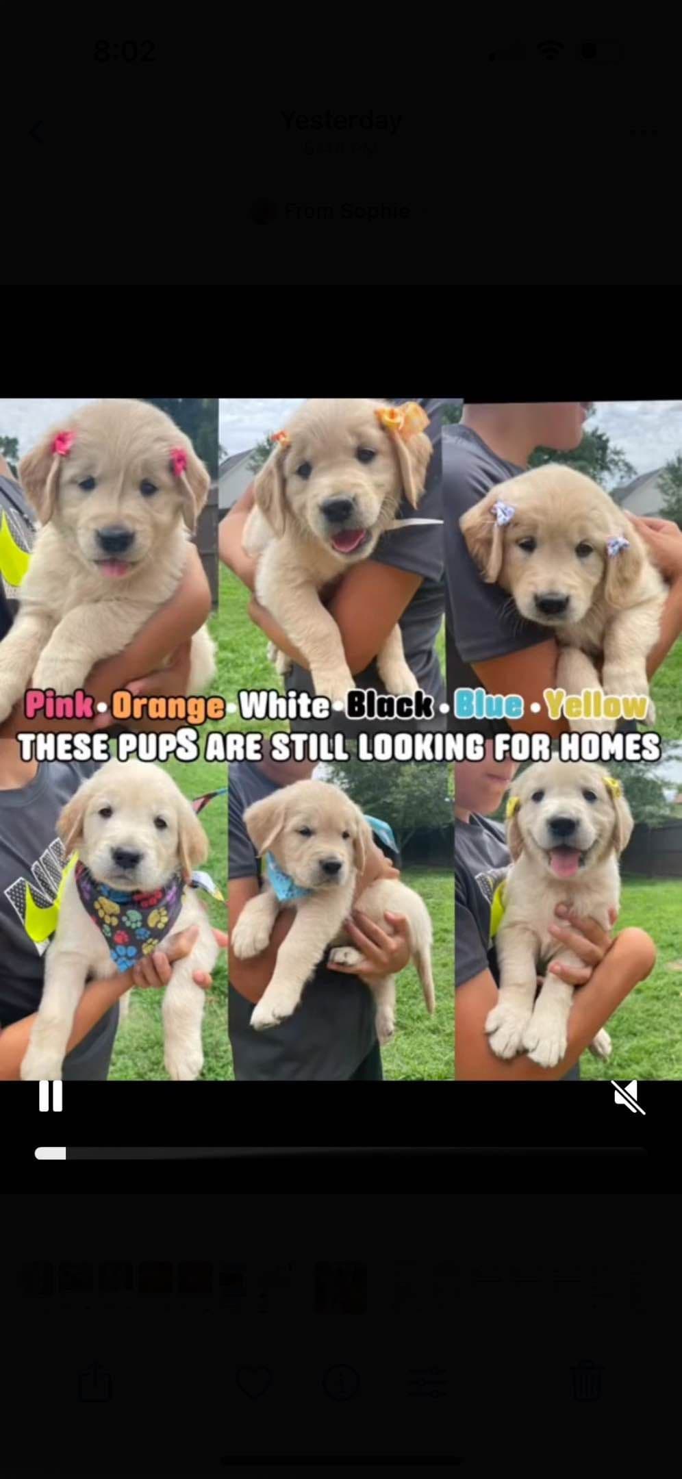 Golden Retriever Puppies breeder image 1