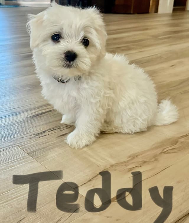 Maltese Puppies media 2