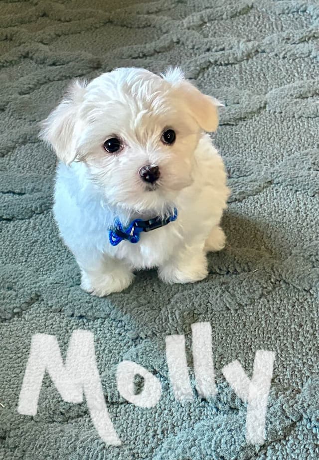 Maltese Puppies media 2