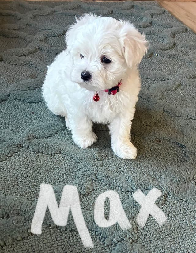 Maltese Puppies media 5