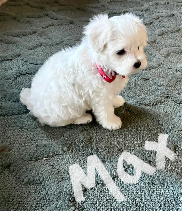 Maltese Puppies media 4