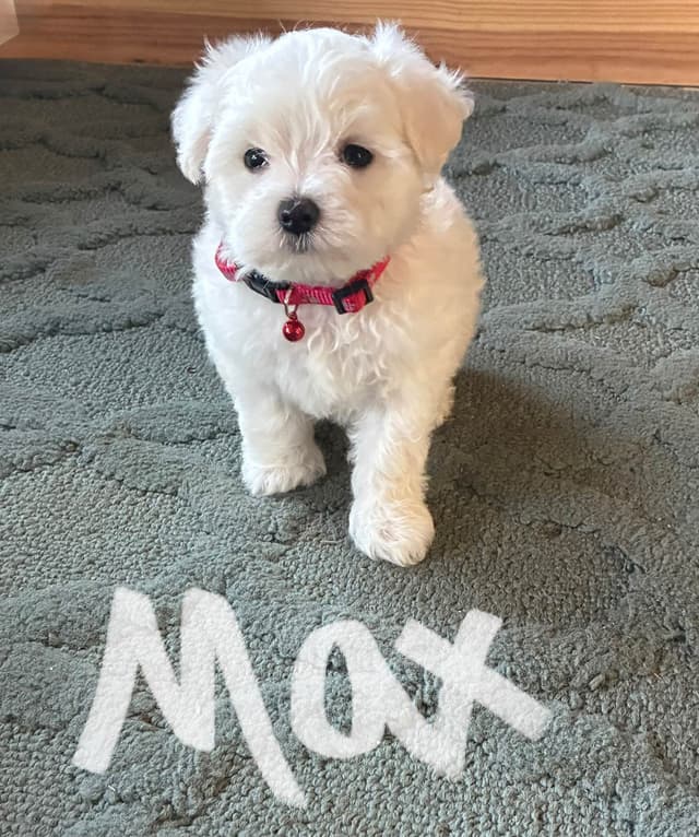 Maltese Puppies media 3