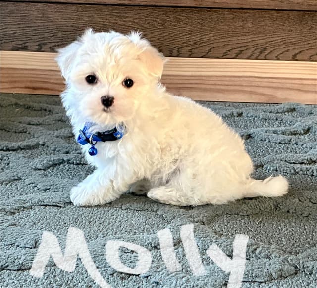 Maltese Puppies media 6