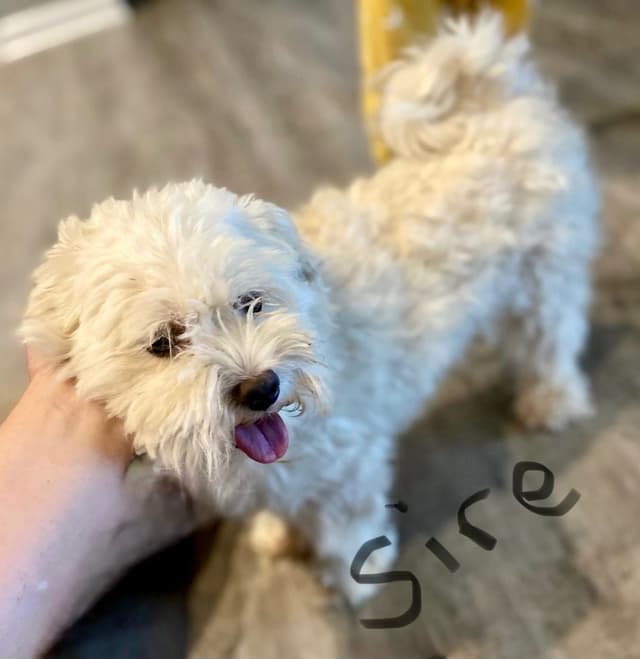 Maltese Puppies media 3
