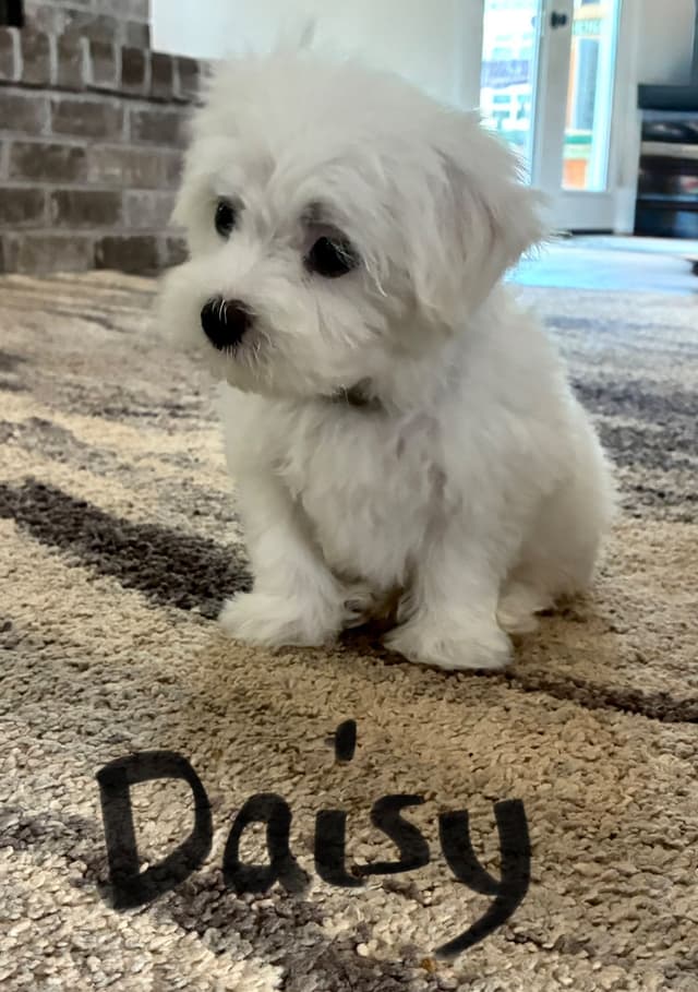 Maltese Puppies media 4