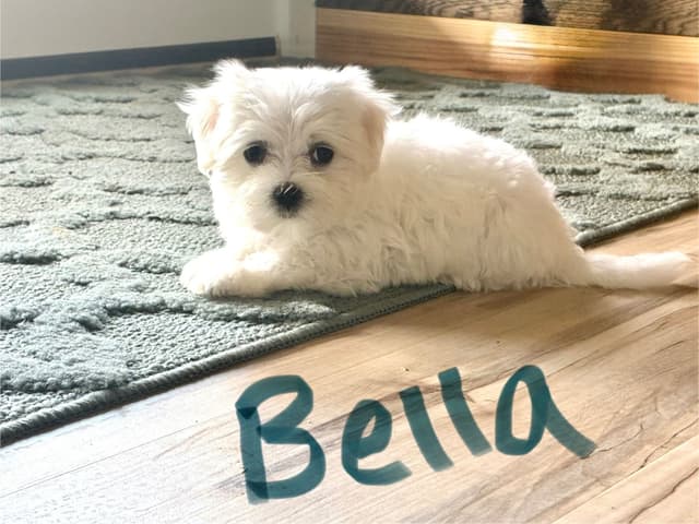 Maltese Puppies media 5