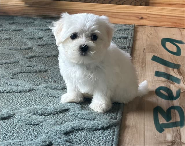 Maltese Puppies media 6