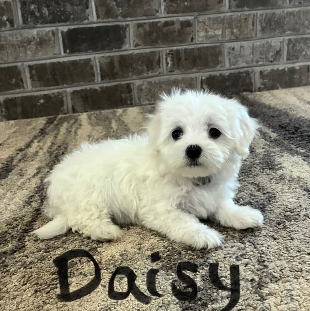 Maltese Puppies media 7