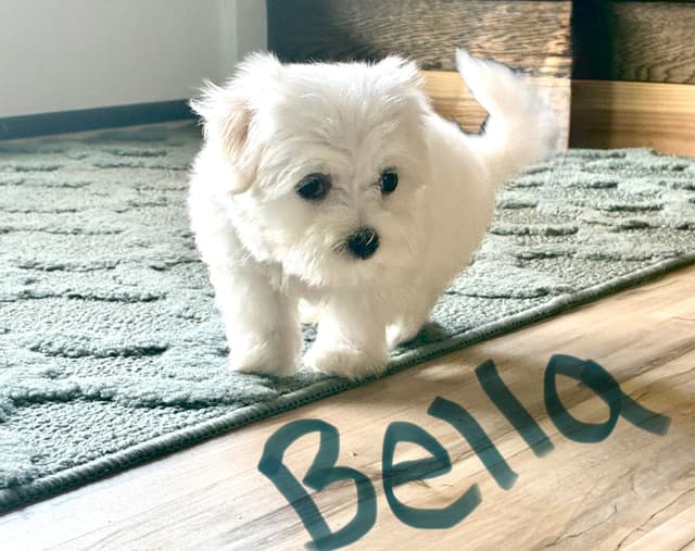Maltese Puppies media 8