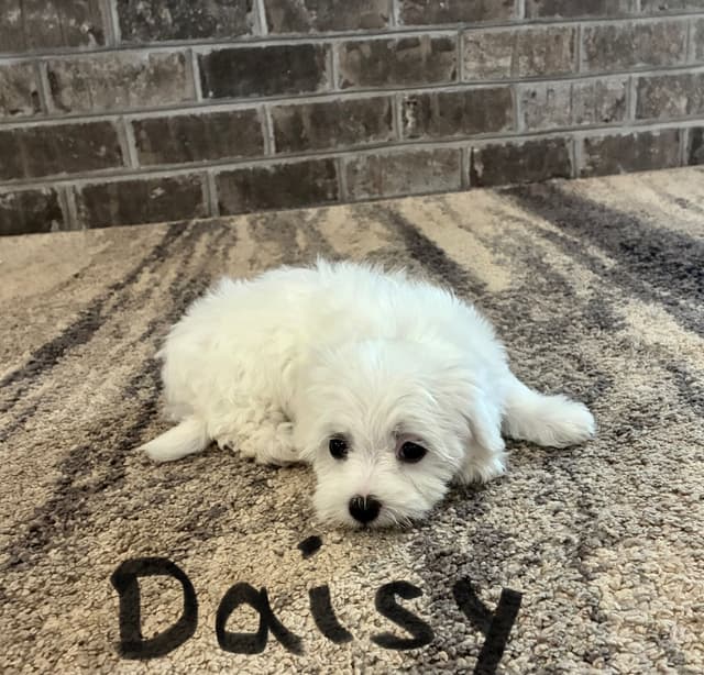 Maltese Puppies media 10