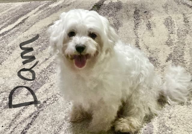 Maltese Puppies media 11