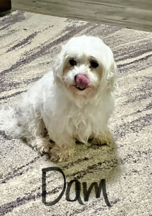 Maltese Puppies media 12