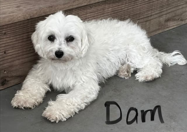 Maltese Puppies media 8