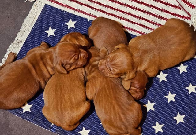Vizsla Puppies media 10