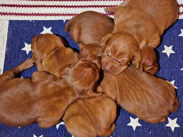 Vizsla Puppies media 9