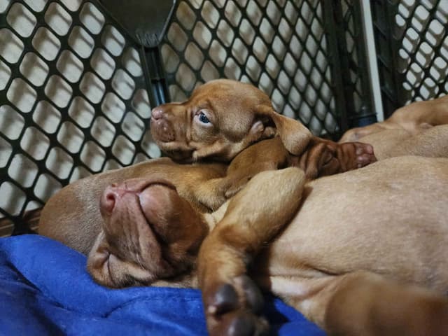 Vizsla Puppies media 5