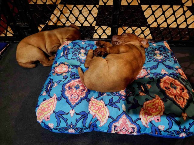 Vizsla Puppies media 8