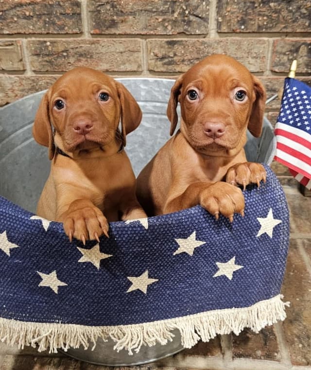 Vizsla Puppies media 3
