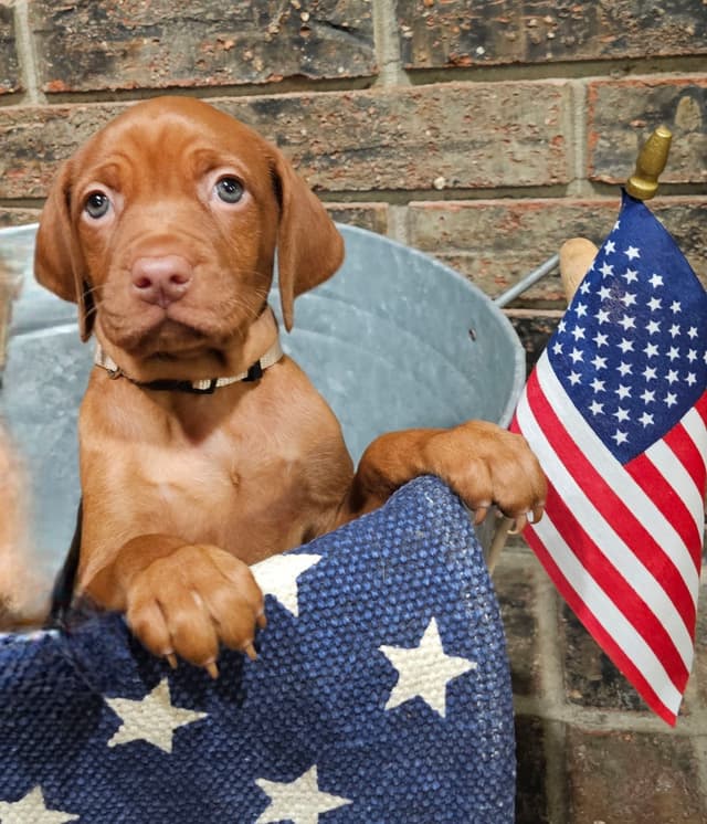 Vizsla Puppies media 11
