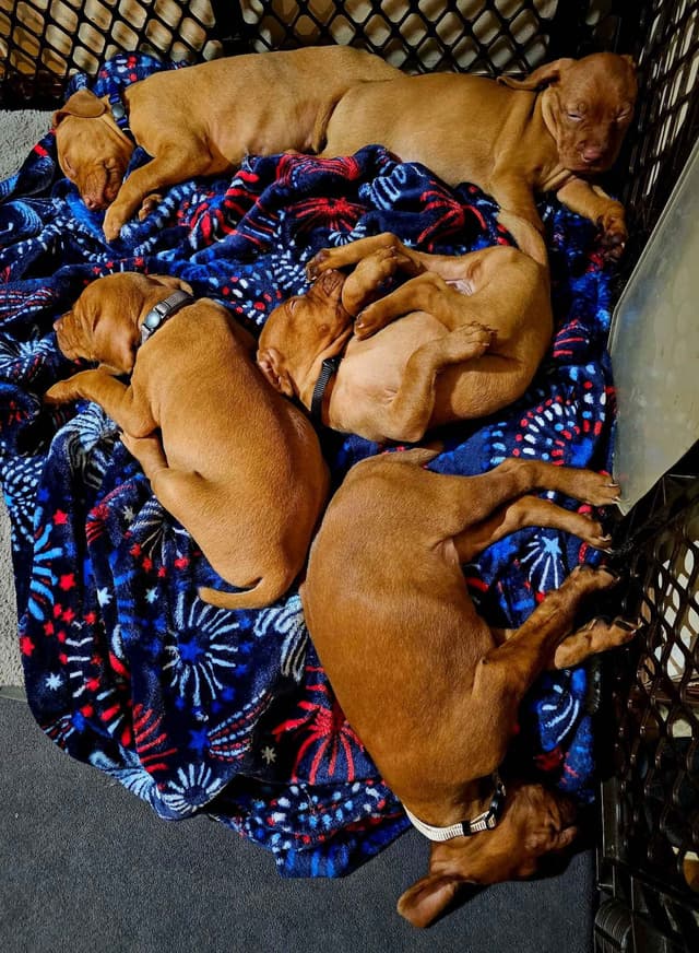 Vizsla Puppies media 13