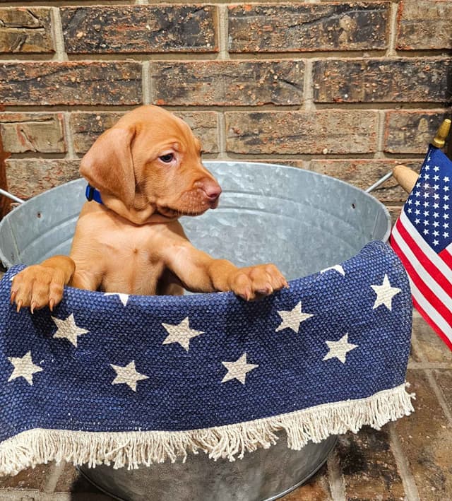 Vizsla Puppies media 2