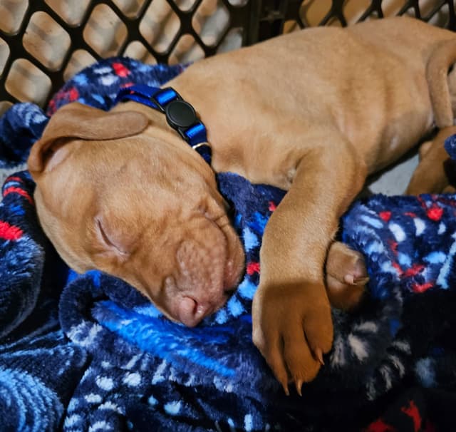Vizsla Puppies media 4