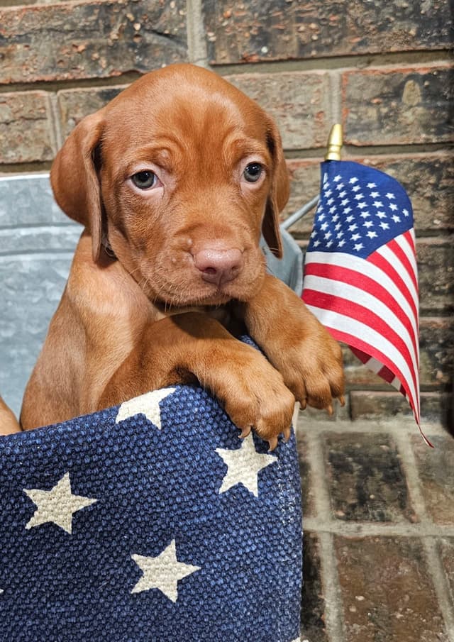 Vizsla Puppies media 12
