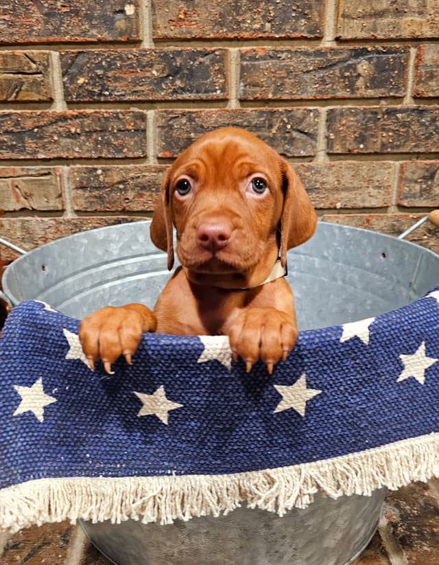 Vizsla Puppies media 15