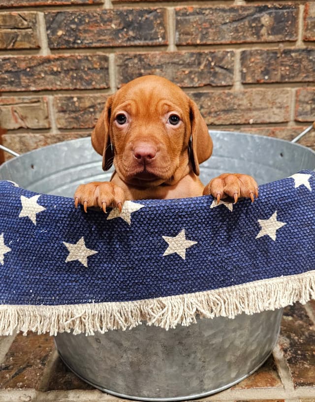 Vizsla Puppies media 16