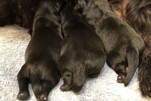 Scottish Terrier Puppies breeder image 1