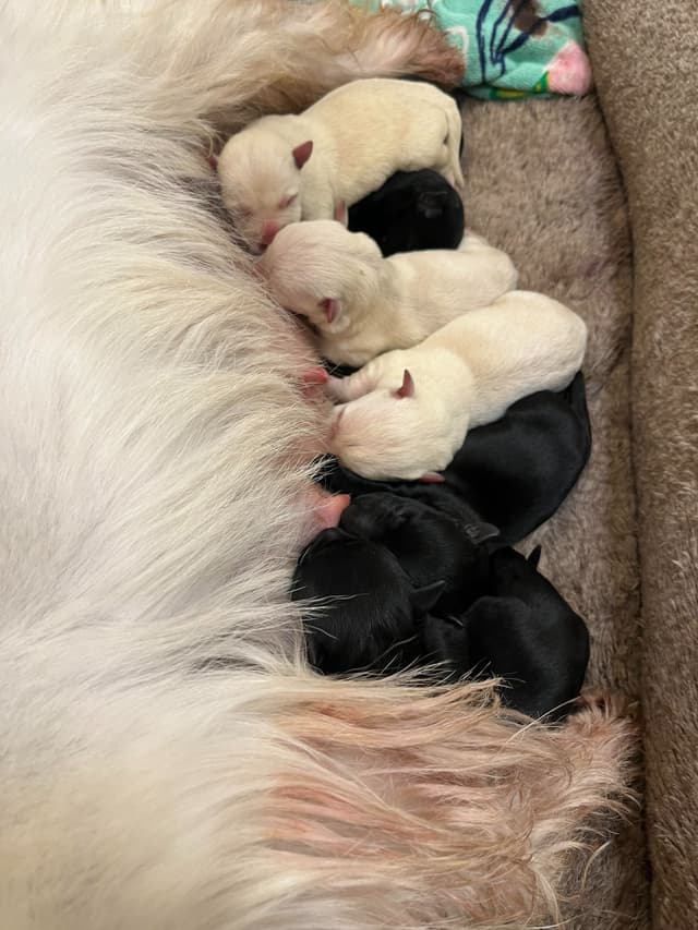 Scottish Terrier Puppies media 10