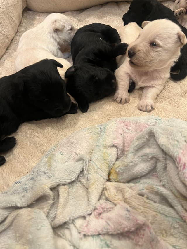 Scottish Terrier Puppies media 8