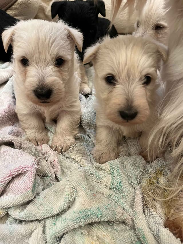 Scottish Terrier Puppies media 3