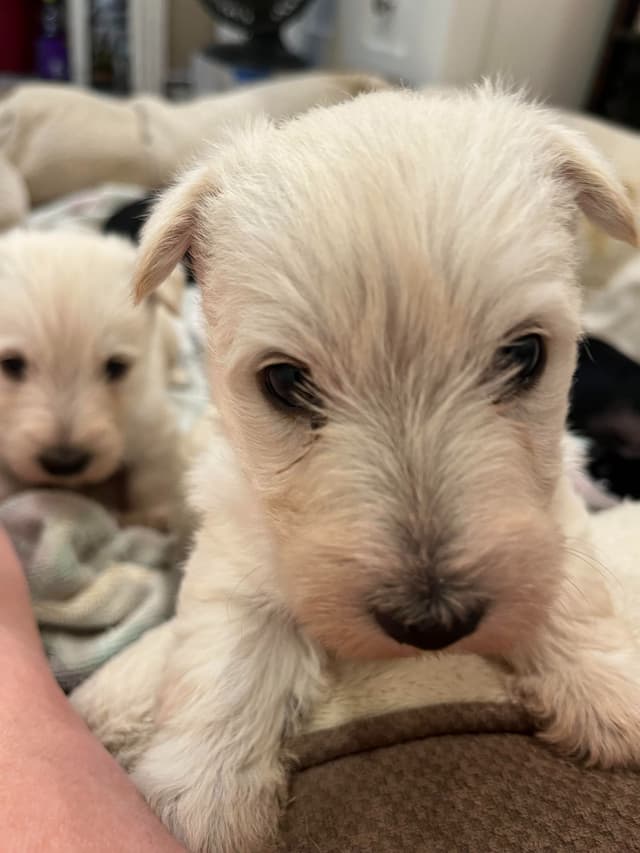 Scottish Terrier Puppies media 5