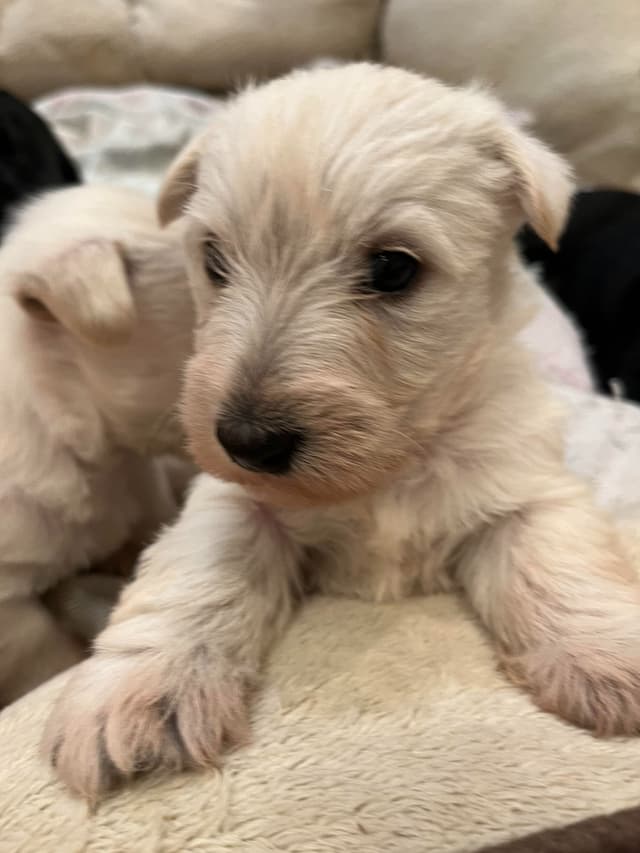 Scottish Terrier Puppies media 4