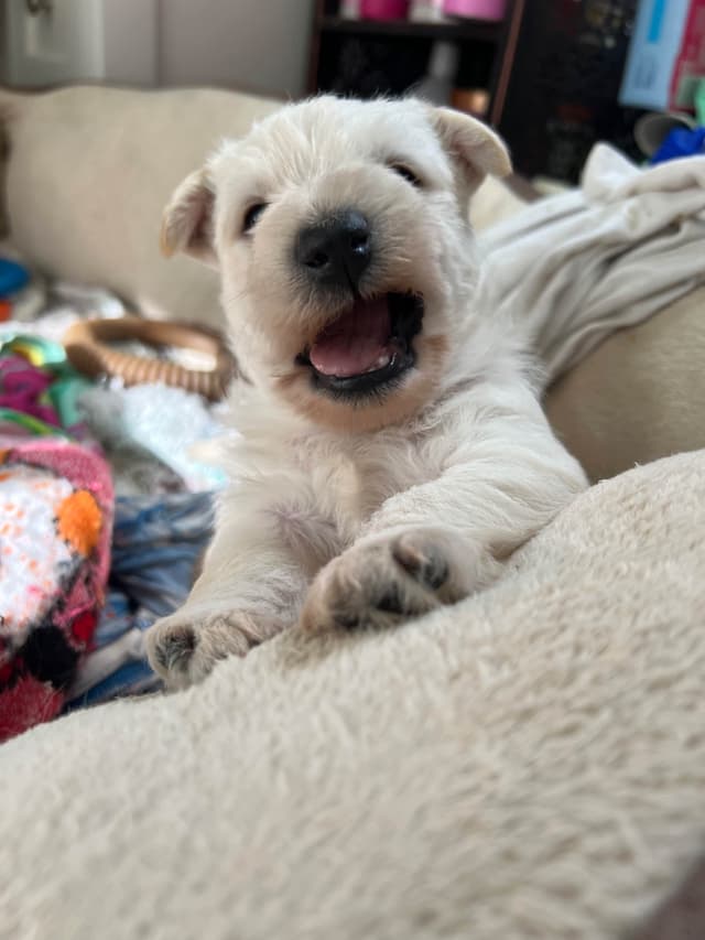 Scottish Terrier Puppies media 2