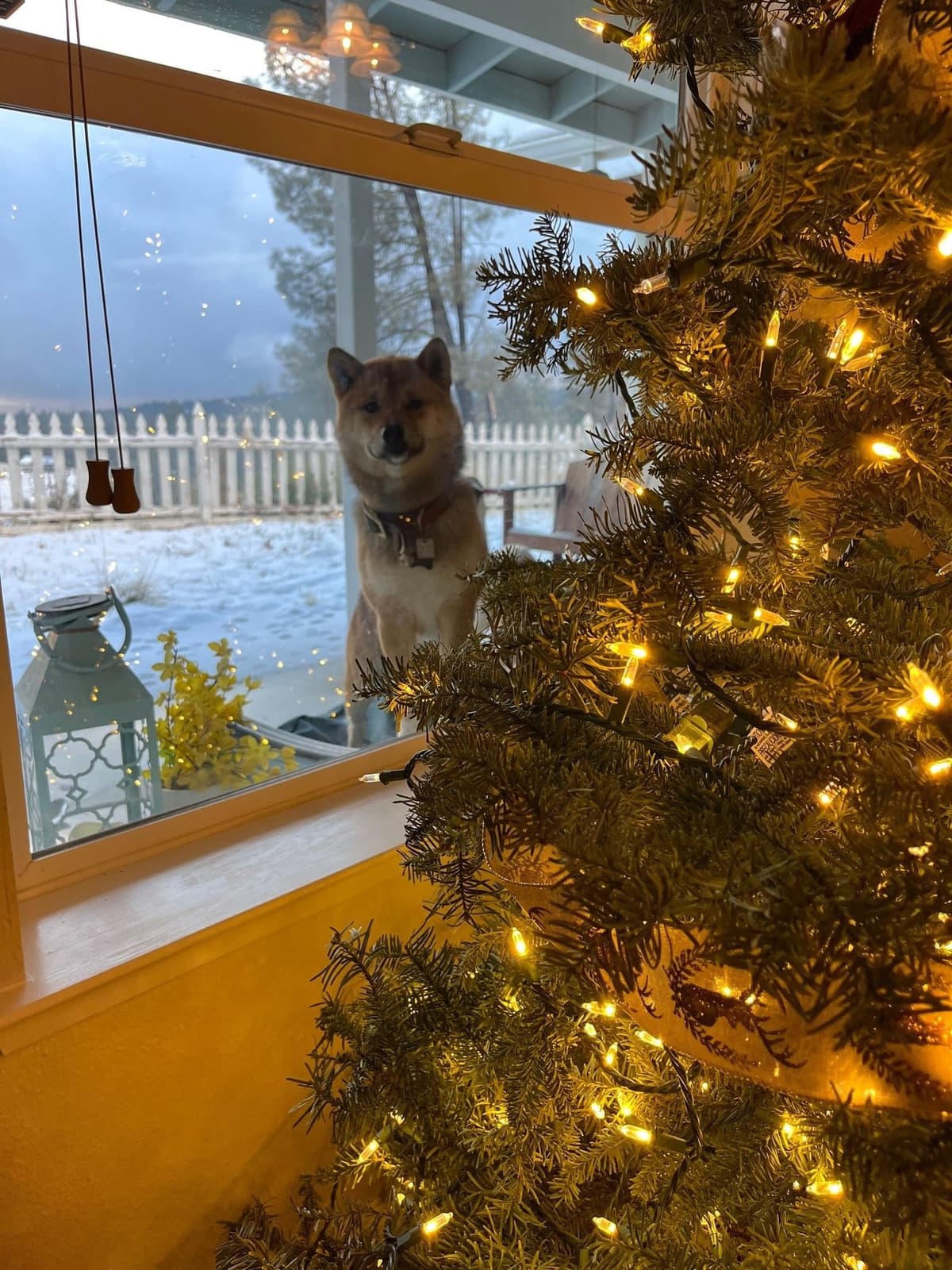 Shiba Inu Puppies, Champion Bloodline (Available Now) breeder image 2