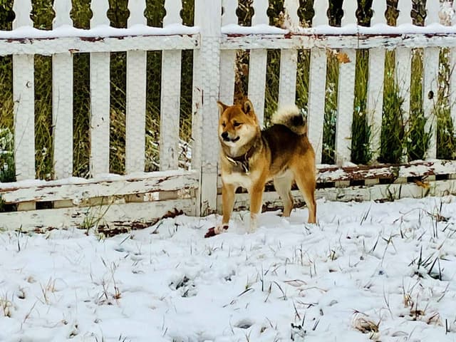 Shiba Inu Puppies, Champion Bloodline (Available Now) media 15