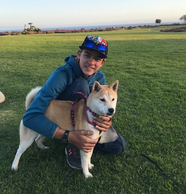 Shiba Inu Puppies, Champion Bloodline (Available Now) media 17
