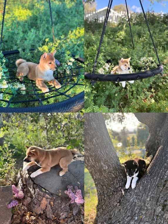 Shiba Inu Puppies, Champion Bloodline (Available Now) media 2