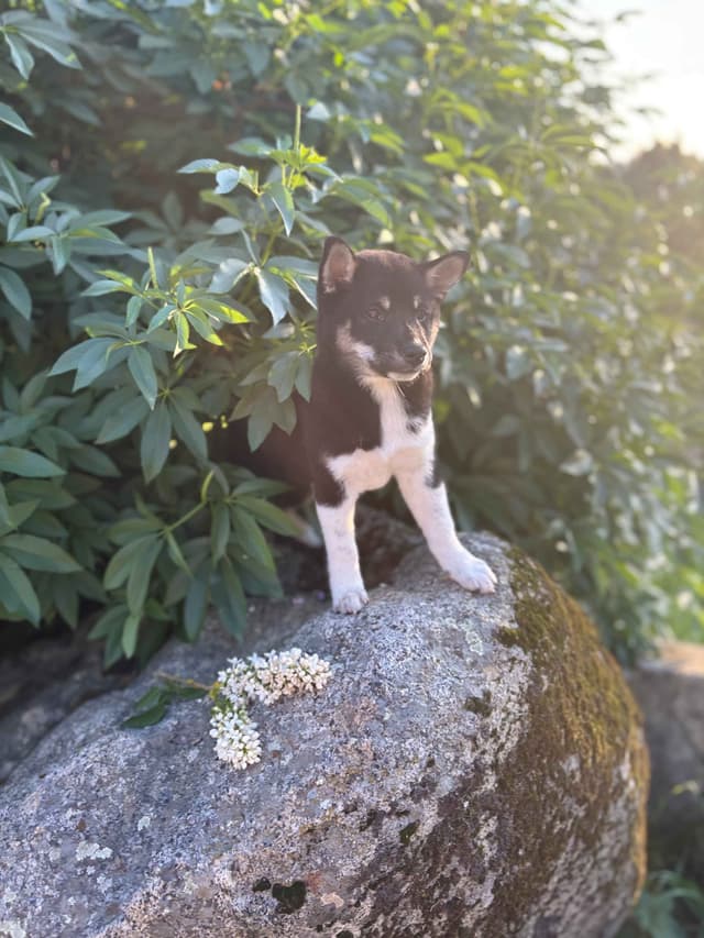 Shiba Inu Puppies, Champion Bloodline (Available Now) media 7