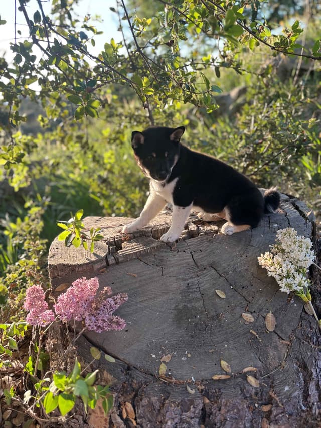 Shiba Inu Puppies, Champion Bloodline (Available Now) media 9