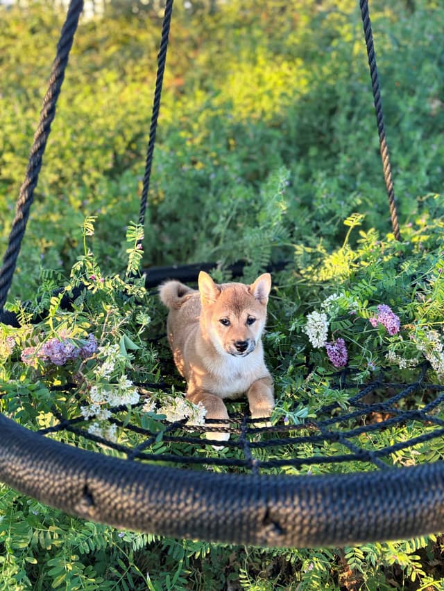 Shiba Inu Puppies, Champion Bloodline (Available Now) media 3