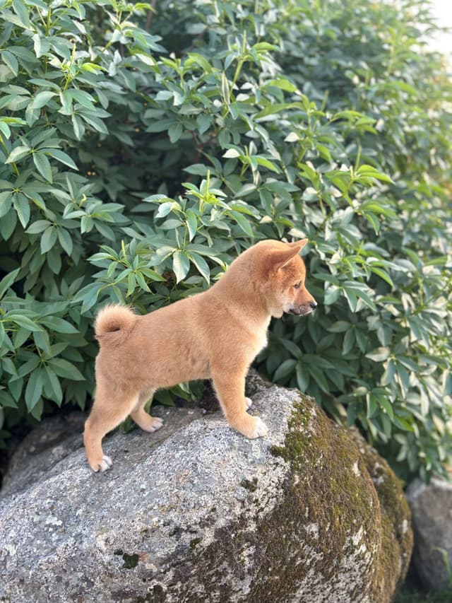Shiba Inu Puppies, Champion Bloodline (Available Now) media 4