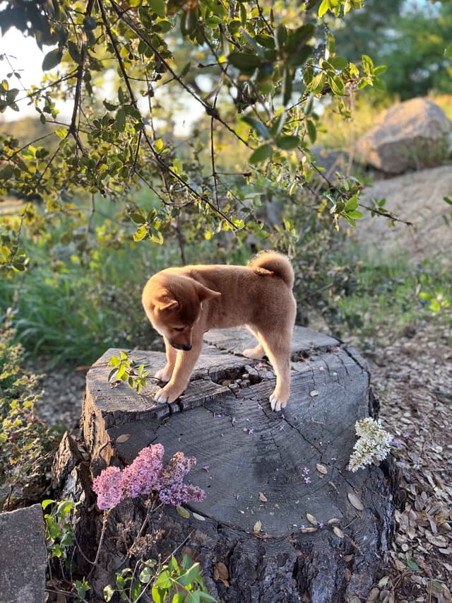 Shiba Inu Puppies, Champion Bloodline (Available Now) media 5